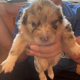 Toy Australian Shepherd Puppies from Mary Wickman