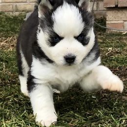 Siberian Huskies from Kaia Reyne Huskies