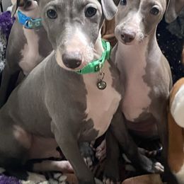 Boy 2-Green - Blue Italian Greyhound puppy in Portland, Oregon from Khani's Basenjis and Italian Greyhounds