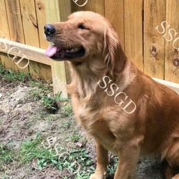 Aussiedoodles, Australian Shepherds, Goldendoodles, and Golden Retrievers from Shannon’s Southern Goldens, Goldendoodles, Aussies & Aussiedoodles