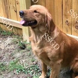 Aussiedoodles, Australian Shepherds, Goldendoodles, and Golden Retrievers from Shannon’s Southern Goldens, Goldendoodles, Aussies & Aussiedoodles