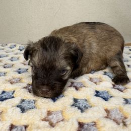 Snuggles - Liver female Miniature Schnauzer puppy in Stilwell, Oklahoma from LR&R Dog Co.