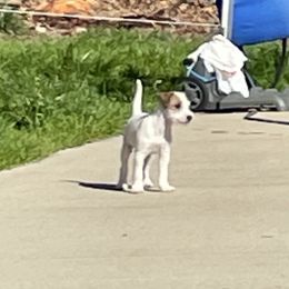 Parson Russell Terrier Puppies from Deep Creek Welsh Farm