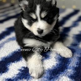 Nala - Black and white female Pomsky puppy in Rossville, Georgia from Scenic City Pomskies