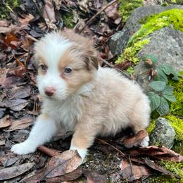 Muffin - Red merle male Australian Shepherd puppy in Grants Pass, Oregon from Carmel Mountain Aussies
