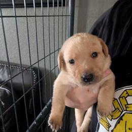 Cam (black collar) - Yellow male Labrador Retriever puppy in Commerce, Oklahoma from Standing Water Kennels