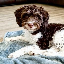 Cooper - Cavapoo
