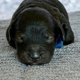 Bexley - Phantom male Poodle puppy in Monroe, North Carolina from Toy Poodle Shenanigans