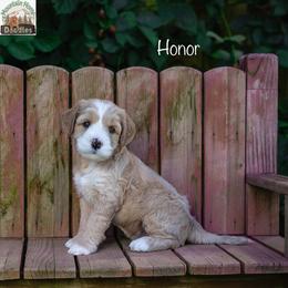 Honor - Apricot male Australian Labradoodle puppy in Cashmere, Washington from Mountain Home Doodles