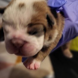 Bulldog Puppies from Luka Brasi Bullies LLC