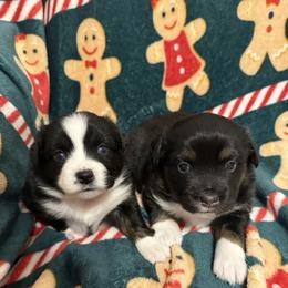 Black Tri Female 1 - Black tri female Miniature Australian Shepherd puppy in Washington, Indiana from Southern Indiana Mini Aussies