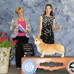 Pembroke Welsh Corgi Puppies from Outlands Corgis