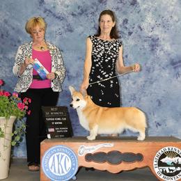 Pembroke Welsh Corgi Puppies from Outlands Corgis