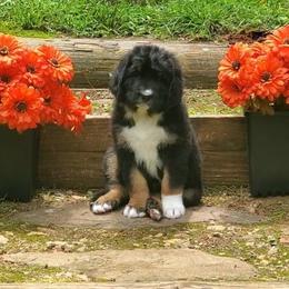 Archie - Tri-color male Bernedoodle puppy in Ball Ground, Georgia from Foothills Family Doodles
