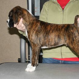 Boxer Puppies from Vintage Boxers