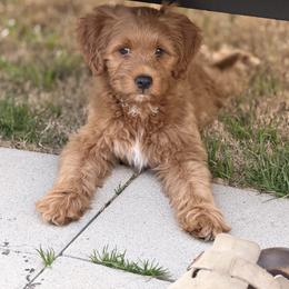 Bernedoodle and Goldendoodle All Grown Up from Pecks Oodle Doodles