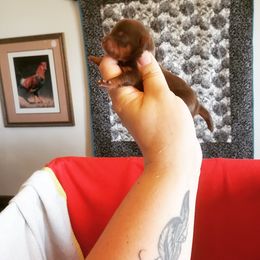 Chihuahua, French Bulldog, and Yorkshire Terrier Puppies from Royalty Tracks 👑🐾