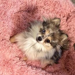 Prudence - Pomeranian