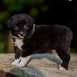 Torc - Black & white male Australian Shepherd puppy in Pomeroy, Ohio from HJ's Aussies