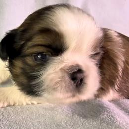 Oakley - Gold and white male Shih Tzu puppy in Winston Salem, North Carolina from Little Miracles Shih Tzu