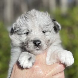 Shetland Sheepdog Puppies from Solange Shelties