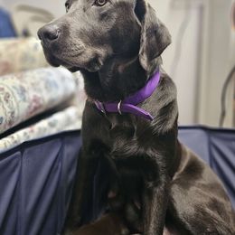 Winnie - Labrador Retriever