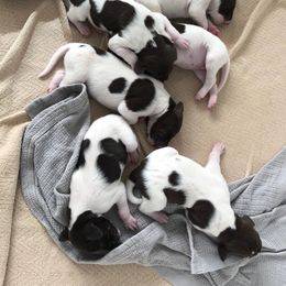 German Shorthaired Pointer Puppies from Chasing Kaya