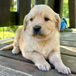 Precious - Golden female Golden Retriever puppy in Doniphan, Missouri from Stockford’s Golden Retrievers