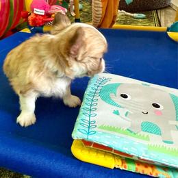 Clayton - Chocolate sabled fawn male Chihuahua puppy in Choctaw, Oklahoma from Savvy Chihuahuas of Oklahoma