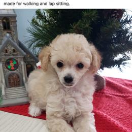 Poodle Puppies from Those Prissy P. Poodles
