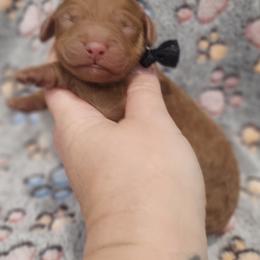Black Male - Red  male Goldendoodle puppy in Mocksville, North Carolina from Hunting Creek Farm & Kennel