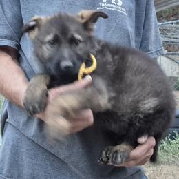 Yellow Boy 3 - Sable male German Shepherd puppy in Lake George, Colorado from High Country German Shepherds
