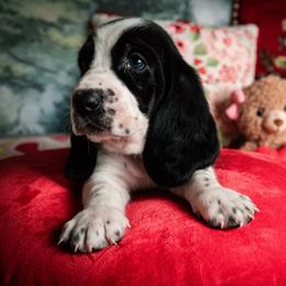 Winter - Black and white male Basset Hound puppy in Hodges, South Carolina from Blooming Basset