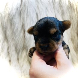 Yorkshire Terrier Puppies from Baby doll face yorkies
