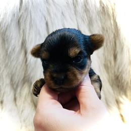 Yorkshire Terrier Puppies from Baby doll face yorkies