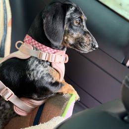 Briar - Dachshund