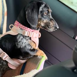 Briar - Dachshund