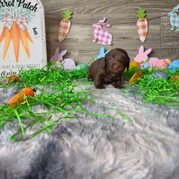 Paddy - Chocolate and tan female Dachshund puppy in Indianapolis, Indiana from Homegrown Hoosier Kennels