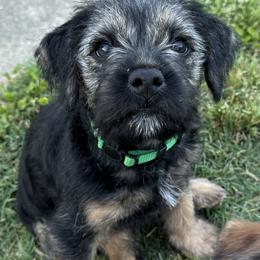 Border Terrier Puppies from Windy Lane Border Terriers