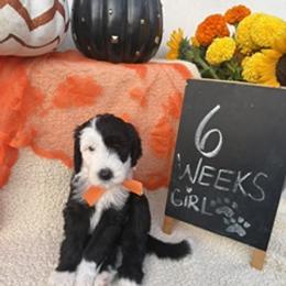 Yellow - Black and white female Sheepadoodle puppy in Whittier, California from HOUSE OF DOODLES