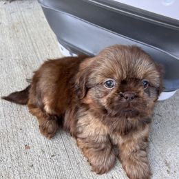 Boy 5 - Liver male Shih Tzu puppy in Clifton Springs, New York from Whispering Winds Charmed Hollow
