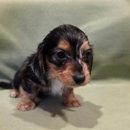 Kevin - Dapple male Dachshund puppy in Tower City, Pennsylvania from Stoney Mountain Mini Doxies