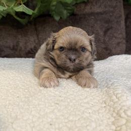 Icee - Blue male Shih Tzu puppy in Sharon, Pennsylvania from Keystone Danes and Shih tzus