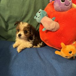 Miniature Schnauzer and Yorkshire Terrier Puppies from Cuddly Cutts Pets