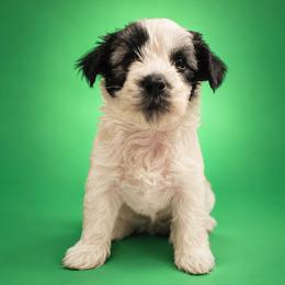 Wasabi - Sable male Chinese Crested puppy in Destin, Florida from Fairy Tale Cresteds