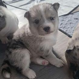 Rakka - Merle female Pomsky puppy in Omaha, Nebraska from Wolfpack Pomskies