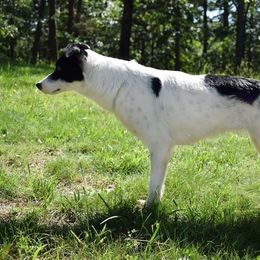 Sticky!  - Border Collie