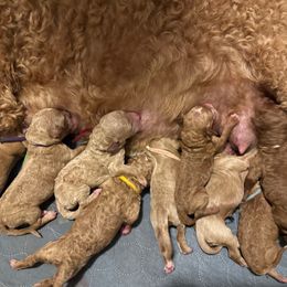 Girl 3 - Apricot female Goldendoodle puppy in Puyallup, Washington from Dawnie’s Doodles