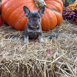 Girl 2 - Tricolors female French Bulldog puppy in Cleveland, Ohio from Diondre Lee