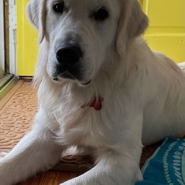 Ryder - Golden Retriever